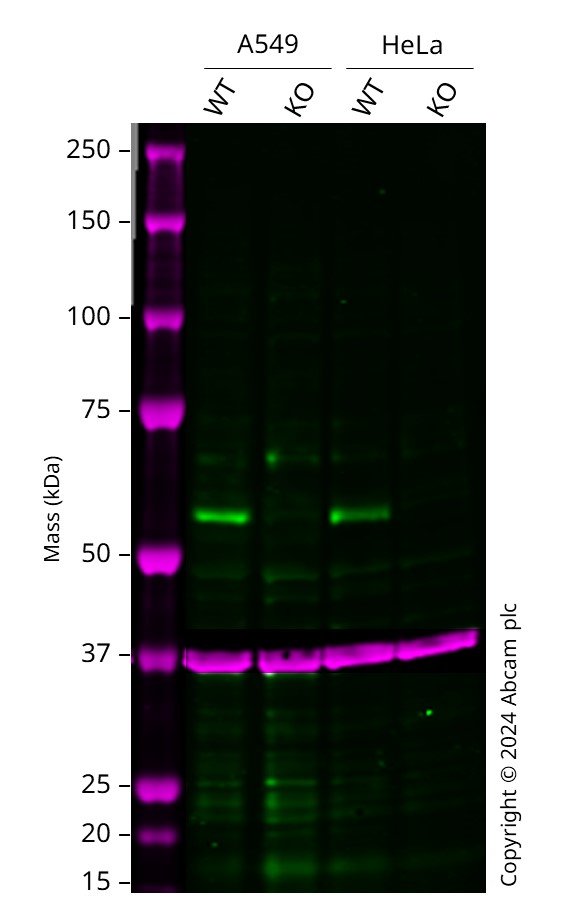 Western blot - Human SMAD1 knockout A549 cell line (AB277886), expandable thumbnail