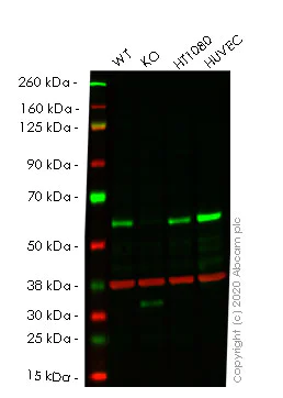 Western blot - Human SMAD1 knockout HeLa cell line (AB265400)