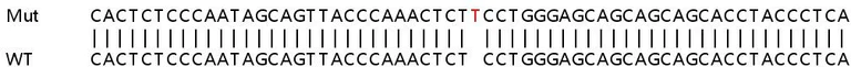 Sanger Sequencing - Human SMAD1 knockout HeLa cell lysate (AB257686)