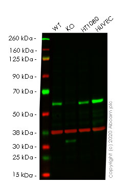 Human SMAD1 knockout HeLa cell lysate