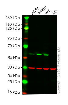 Western blot - Human SMAD2 knockout HeLa cell line (AB255430)