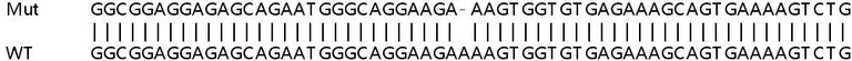 Sanger Sequencing - Human SMAD2 knockout HeLa cell lysate (AB263833)