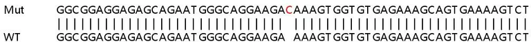 Sanger Sequencing - Human SMAD2 knockout HeLa cell lysate (AB263833)