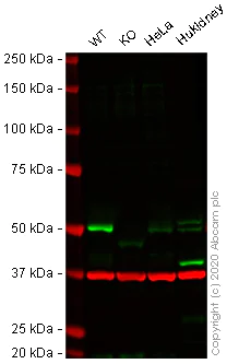 Western blot - Human SMAD3 knockout A549 cell lysate (AB264513)