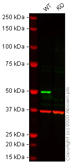 Western blot - Human SMAD3 knockout A549 cell lysate (AB264513)