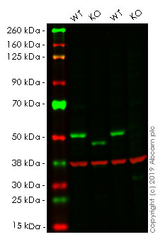 Western blot - Human SMAD3 knockout HeLa cell line (AB255431)