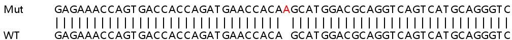 Sanger Sequencing - Human SMAD3 knockout HeLa cell lysate (AB263834), expandable thumbnail