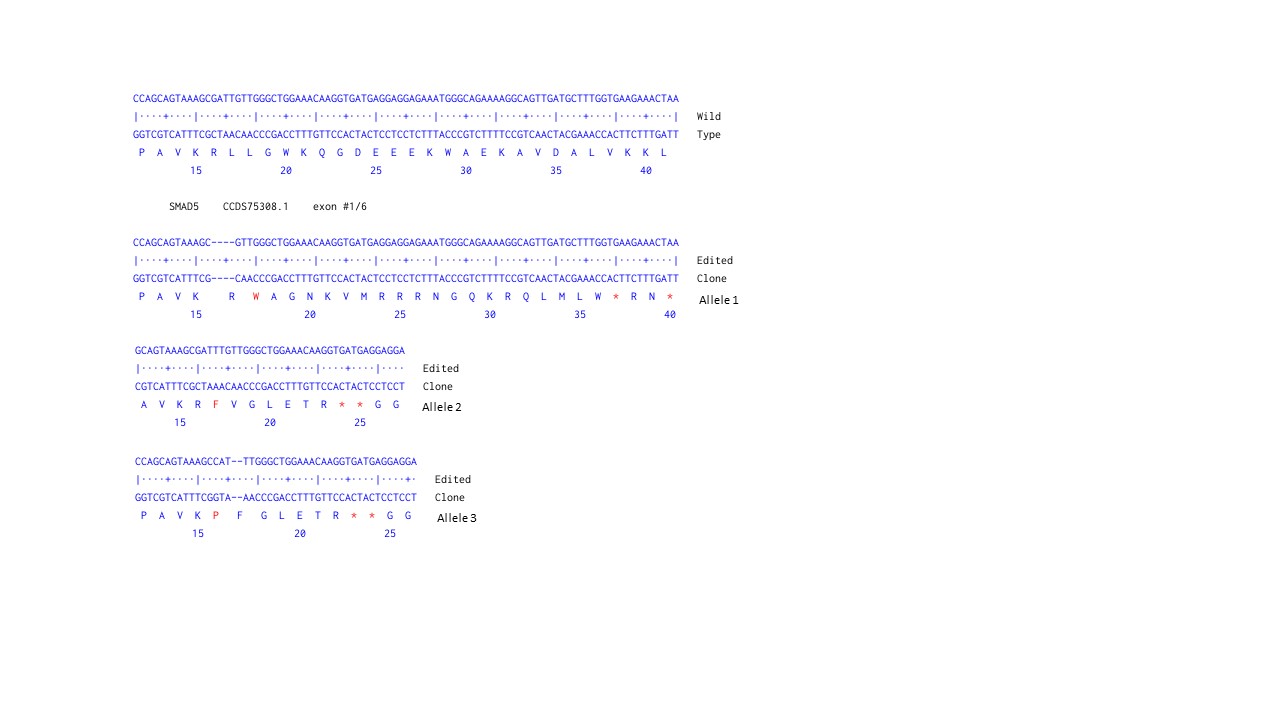 Next Generation Sequencing - Human SMAD5 knockout HEK-293 cell line (AB269470), expandable thumbnail