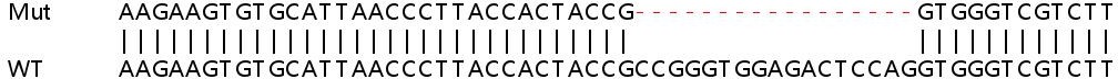 Sanger Sequencing - Human SMAD9 knockout HEK-293T cell line (AB266326)