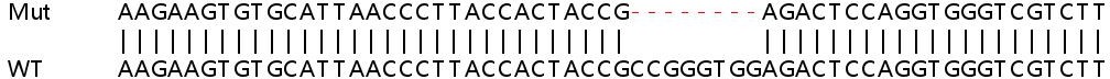 Sanger Sequencing - Human SMAD9 knockout HEK-293T cell lysate (AB258687), expandable thumbnail