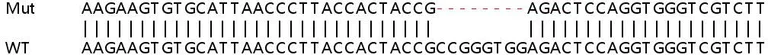 Sanger Sequencing - Human SMAD9 knockout HEK-293T cell lysate (AB258687)