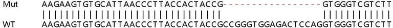Sanger Sequencing - Human SMAD9 knockout HEK-293T cell lysate (AB258687)