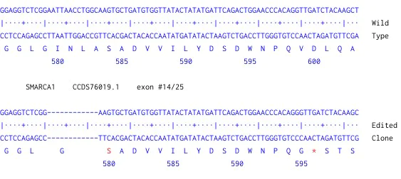 Next Generation Sequencing - Human SMARCA1 knockout HCT116 cell line (AB288198)