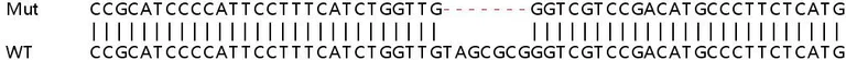 Sanger Sequencing - Human SMARCA4 (BRG1) knockout HEK-293T cell line (AB255432)