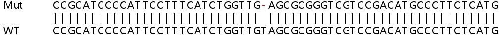 Sanger Sequencing - Human SMARCA4 (BRG1) knockout HEK-293T cell lysate (AB263853), expandable thumbnail