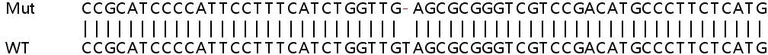 Sanger Sequencing - Human SMARCA4 (BRG1) knockout HEK-293T cell lysate (AB263853)