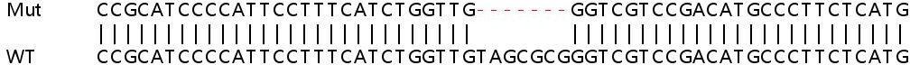 Sanger Sequencing - Human SMARCA4 (BRG1) knockout HEK-293T cell lysate (AB263853), expandable thumbnail