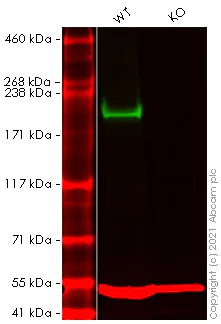 Western blot - Human SMARCA4 (BRG1) knockout HEK-293T cell lysate (AB263853)