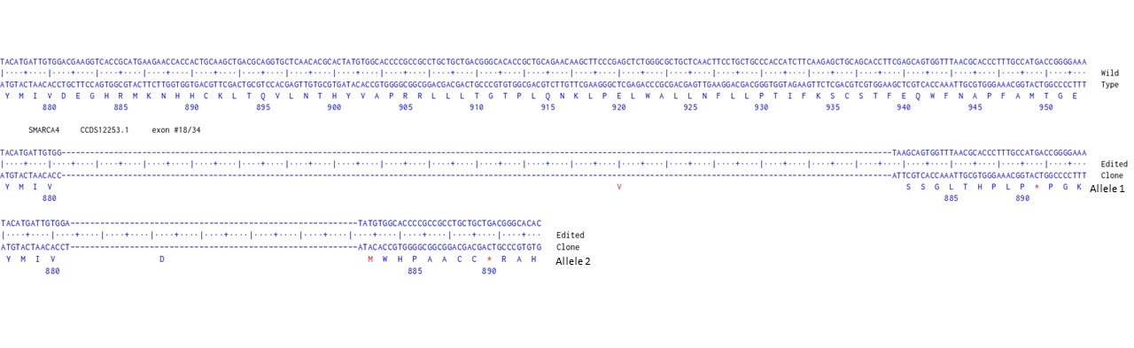 Next Generation Sequencing - Human SMARCA4 knockout HCT116 cell line (AB286434)