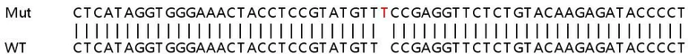 Sanger Sequencing - Human SMARCB1 (SNF5) knockout HEK-293T cell line (AB267269)
