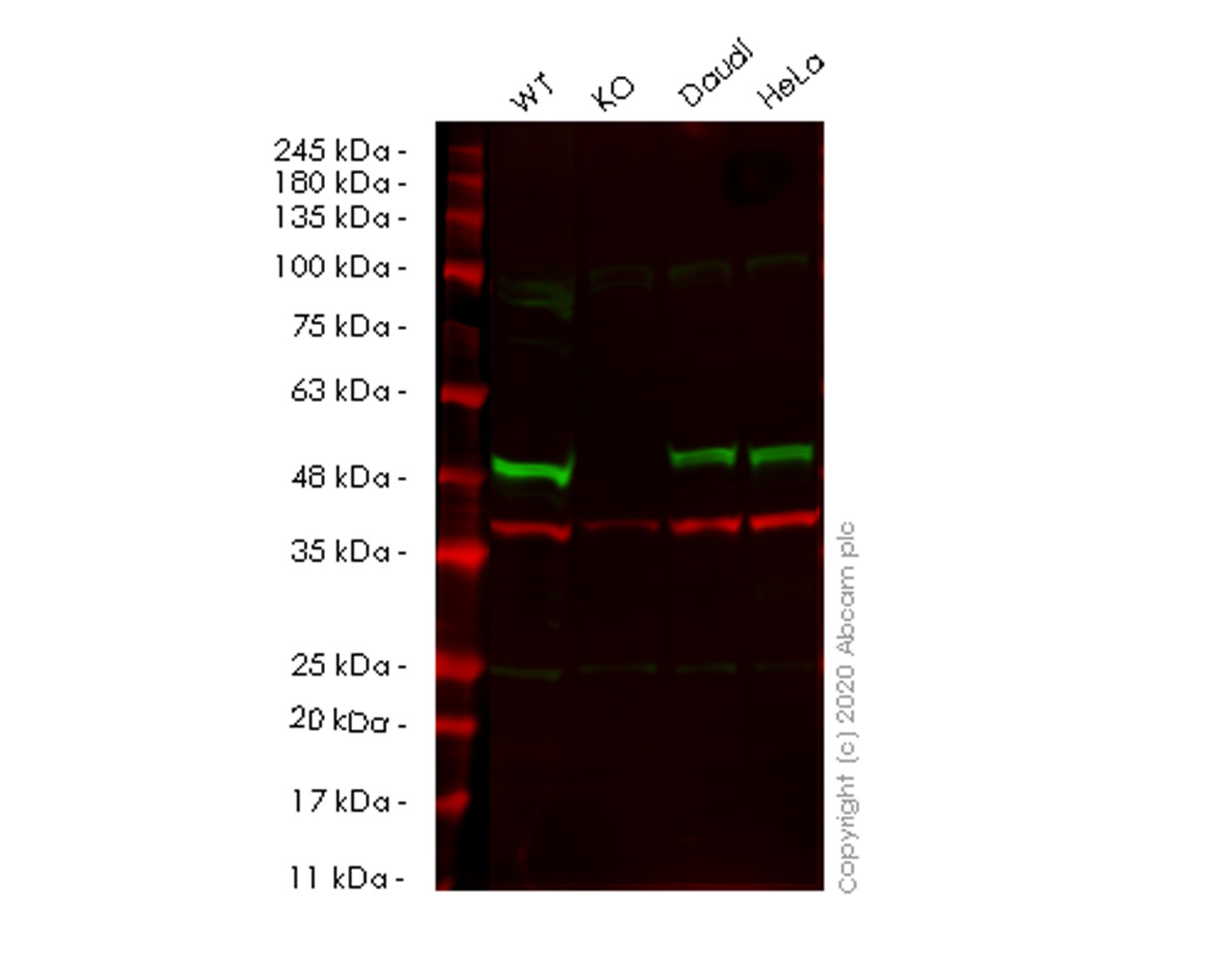 Human SMARCB1 (SNF5) knockout HEK-293T cell line