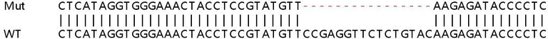Sanger Sequencing - Human SMARCB1 (SNF5) knockout HEK-293T cell lysate (AB257688)