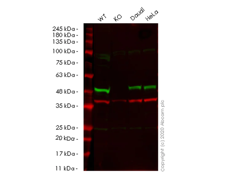 Western blot - Human SMARCB1 (SNF5) knockout HEK-293T cell lysate (AB257688)