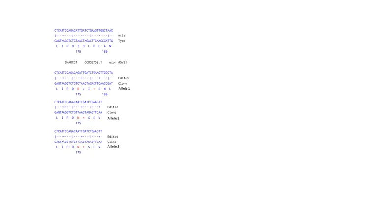 Next Generation Sequencing - Human SMARCC1 (BAF155) knockout HEK-293 cell line (AB261854)