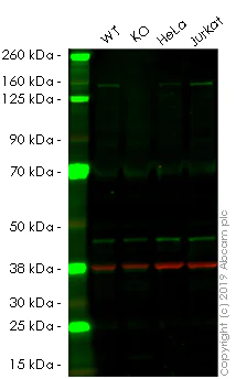 Western blot - Human SMARCC1 (BAF155) knockout HEK-293 cell line (AB261854)