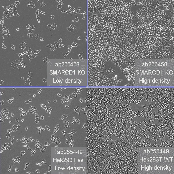 Cell Culture - Human SMARCD1 knockout HEK-293T cell line (AB266458)
