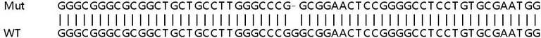 Sanger Sequencing - Human SMARCD1 knockout HEK-293T cell line (AB266458)