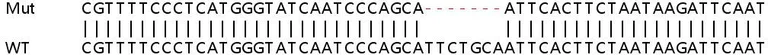 Sanger Sequencing - Human SMC1B (SMC1L2) knockout HeLa cell lysate (AB258689)