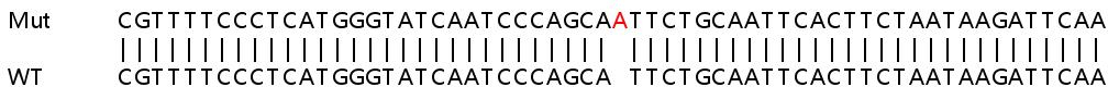 Human SMC1B (SMC1L2) knockout HeLa cell lysate