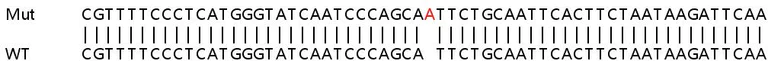 Sanger Sequencing - Human SMC1B (SMC1L2) knockout HeLa cell lysate (AB258689)