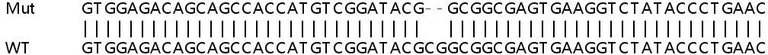 Sanger Sequencing - Human SMEK2 knockout HeLa cell line (AB265691)