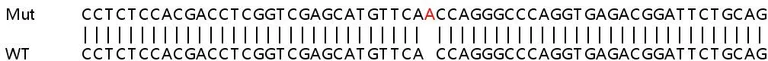 Sanger Sequencing - Human SMIM4 (C3orf78) knockout HeLa cell lysate (AB259144)