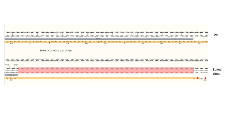 Next Generation Sequencing - Human SMN1 knockout A549 cell line (AB301247)