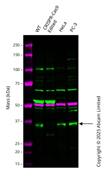 Western blot - Human SMN1 knockout A549 cell line (AB301247)