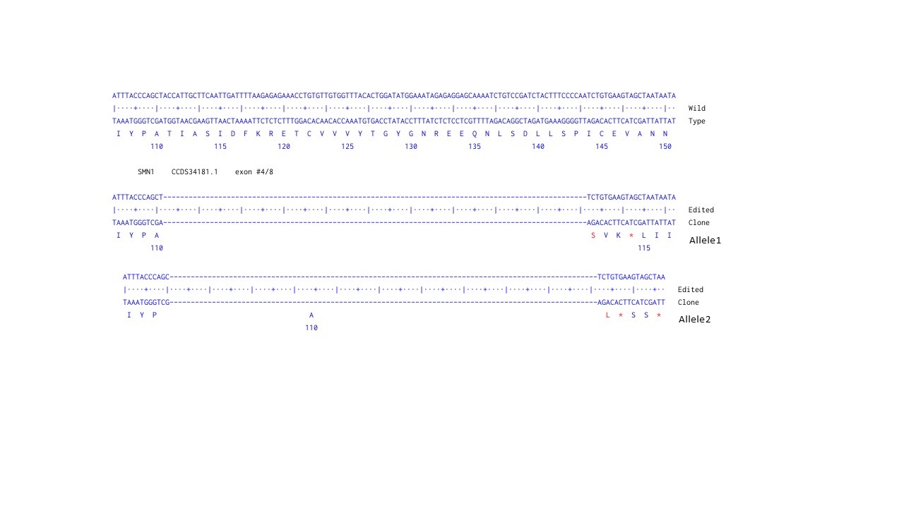 Next Generation Sequencing - Human SMN1 knockout HCT116  cell line (AB301246), expandable thumbnail