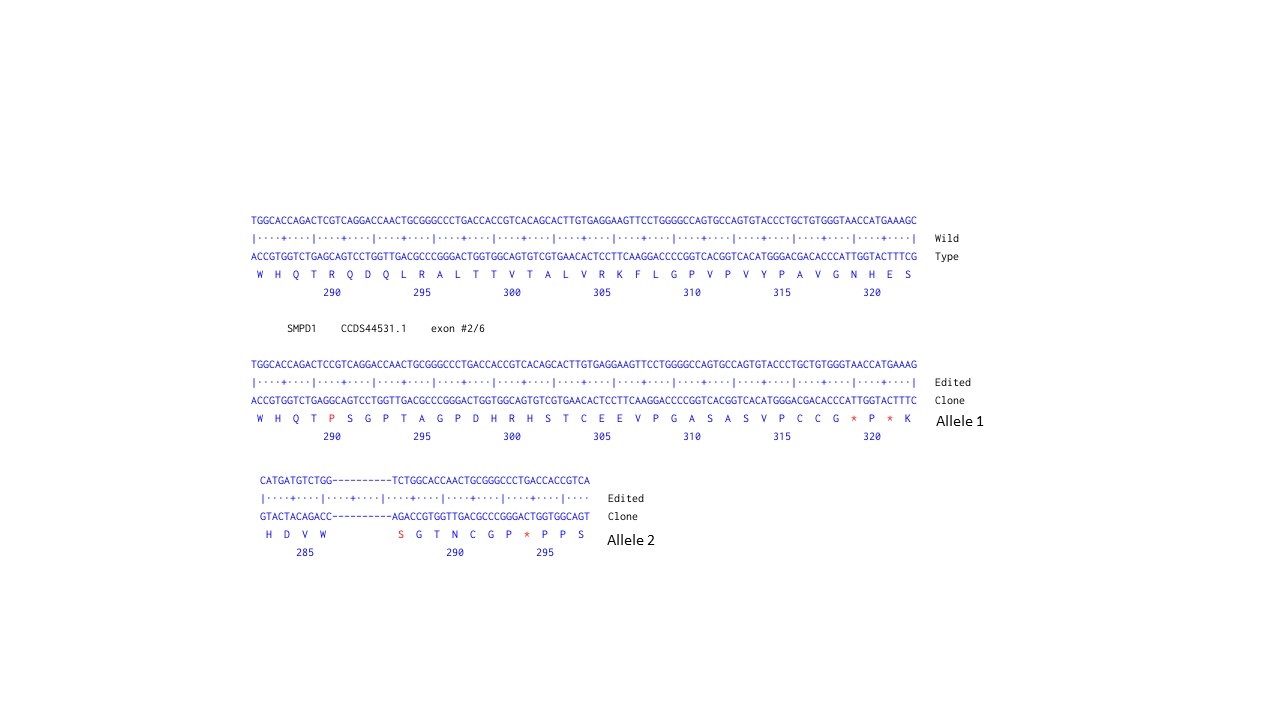 Next Generation Sequencing - Human SMPD1 knockout A549  cell line (AB301249), expandable thumbnail