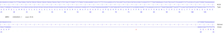 Next Generation Sequencing - Human SMPD1 knockout MCF7 cell line (AB326026)
