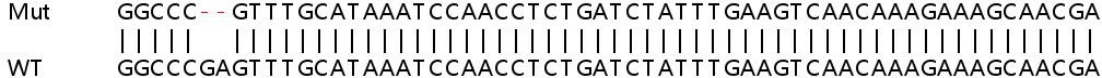 Sanger Sequencing - Human SMURF2 knockout HeLa cell lysate (AB257691), expandable thumbnail