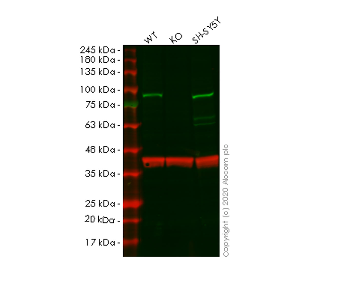 Western blot - Human SMURF2 knockout HeLa cell lysate (AB257691), expandable thumbnail