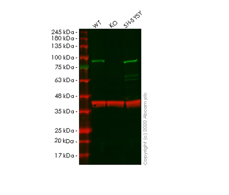 Western blot - Human SMURF2 knockout HeLa cell lysate (AB257691)