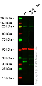 Western blot - Human SNAI1 (SNAIL) knockout HeLa cell line (AB265963)