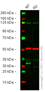 Western blot - Human SNAI1 (SNAIL) knockout HeLa cell lysate (AB257692)