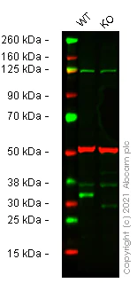 Western blot - Human SNAI1 (SNAIL) knockout HeLa cell lysate (AB257692)