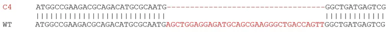 Sanger Sequencing - Human SNAP25 knockout SH-SY5Y cell line (AB280041)