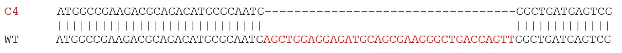 Sanger Sequencing - Human SNAP25 knockout SH-SY5Y cell lysate (AB280100), expandable thumbnail