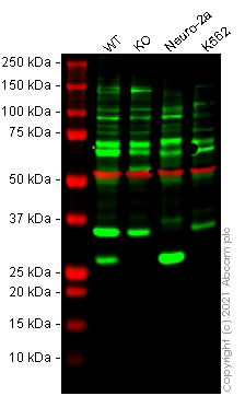 Western blot - Human SNAP25 knockout SH-SY5Y cell lysate (AB280100), expandable thumbnail